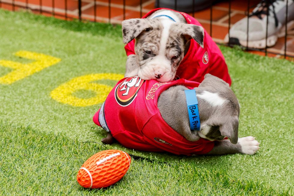 18th Annual Austin Humane Society Puppy Bowl