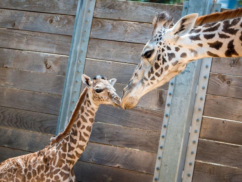 2 baby giraffe at Houston Zoo August 2014