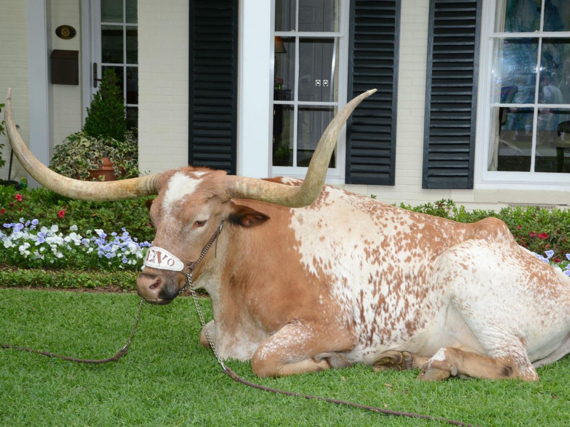 24 Silver Spurs party April 2013 Bevo longhorn
