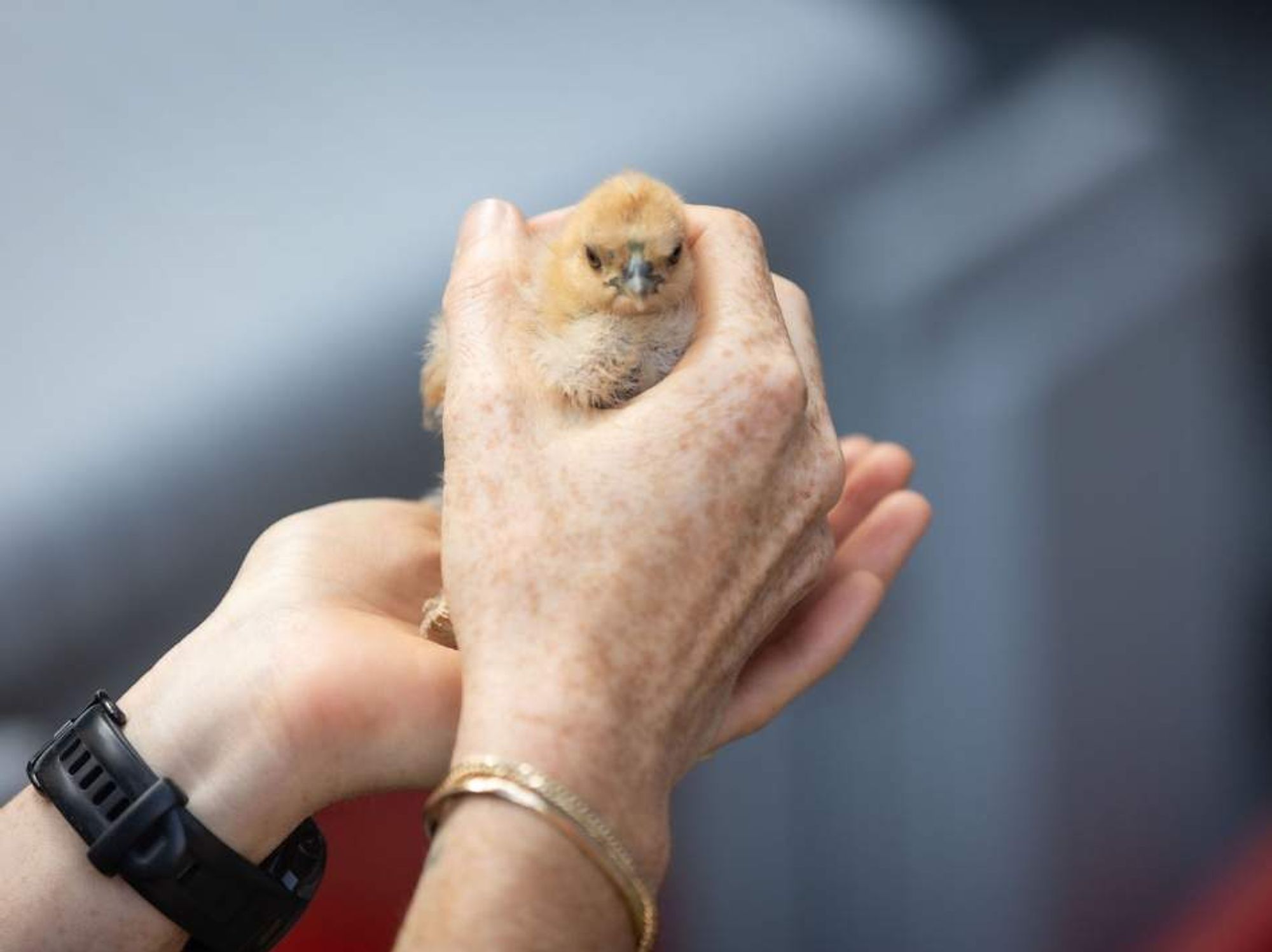 A baby chick being held at Coop's first popup event at REI