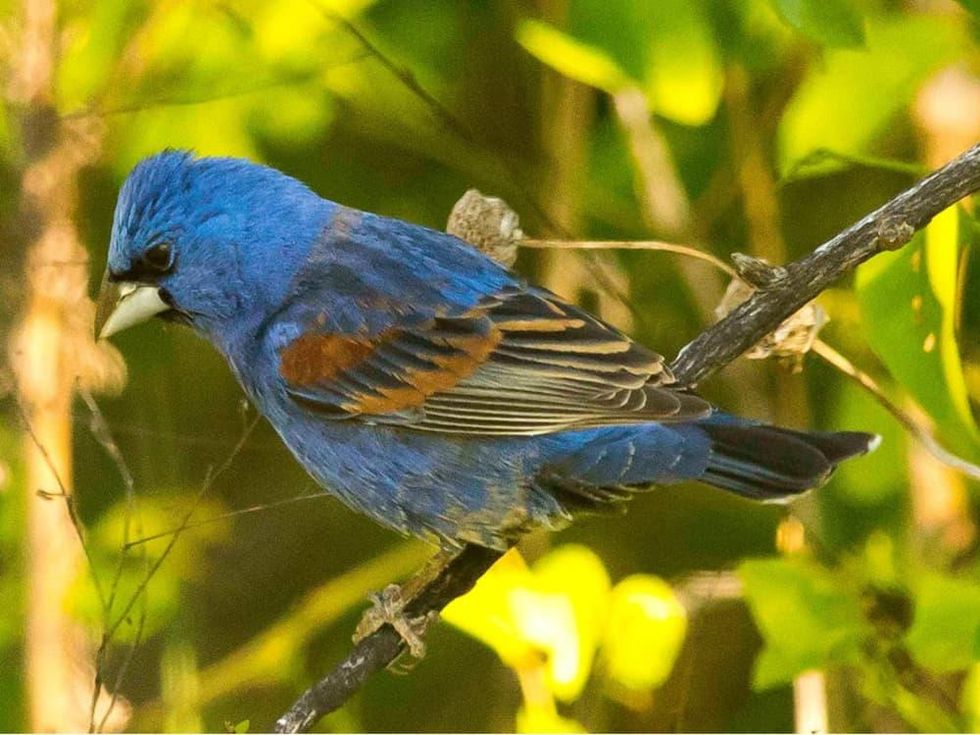 A Bobolink at Hagerman National Wildlife Refuge