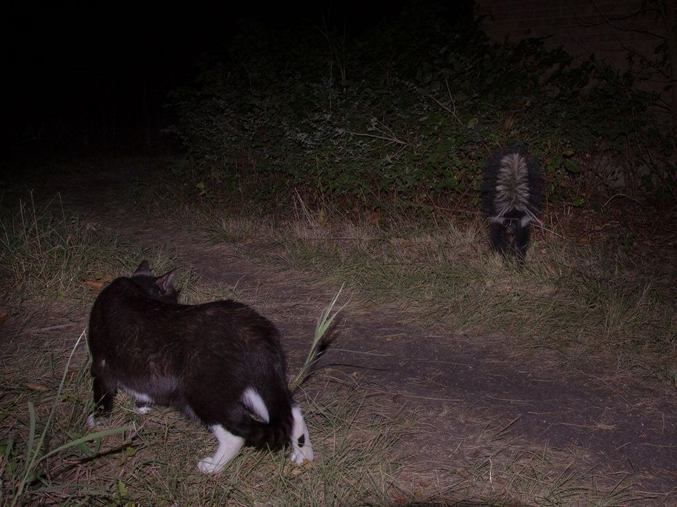A cat and a skunk investigate each other