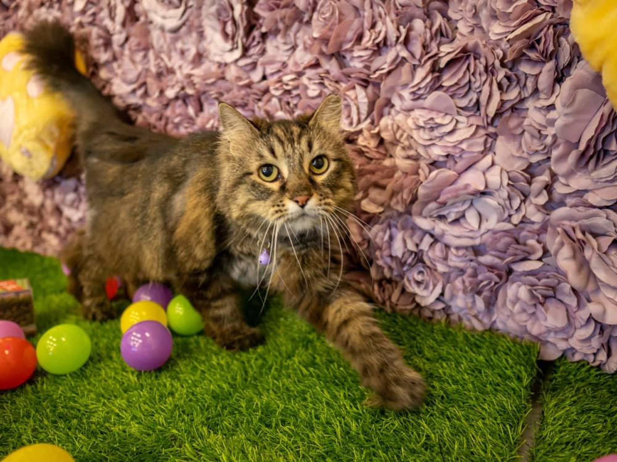 A cat at Purr-fecto Cat Lounge in Austin.