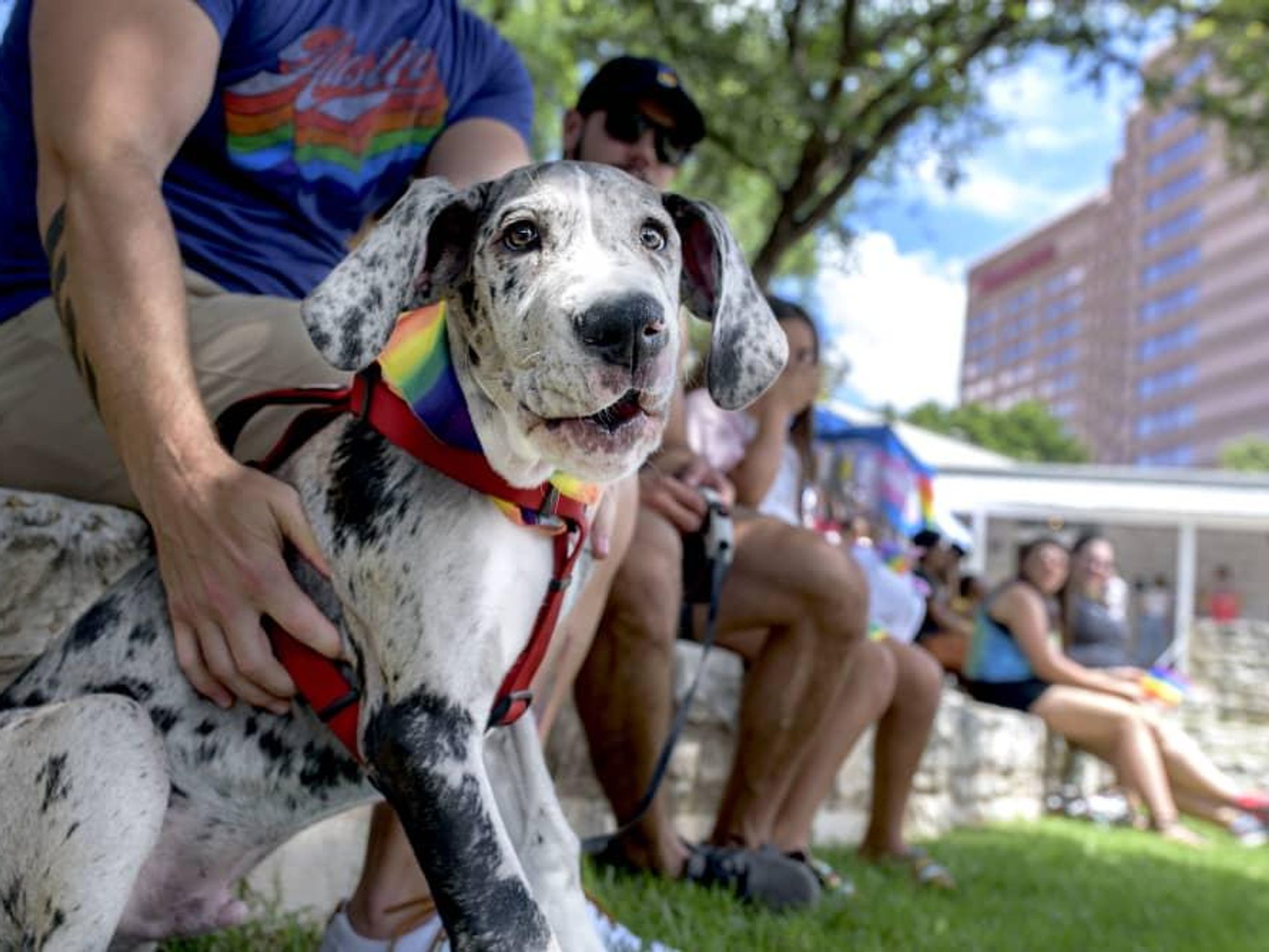 A dog wearing a Pride bandanna sits with people at a park.