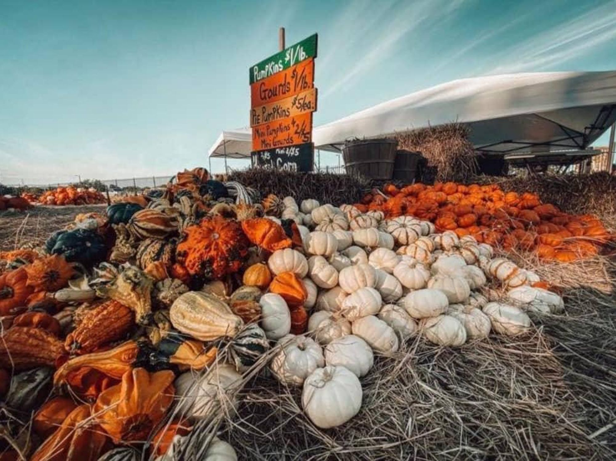 A gourd patch at the Dripping Springs Pumpkin Festival
