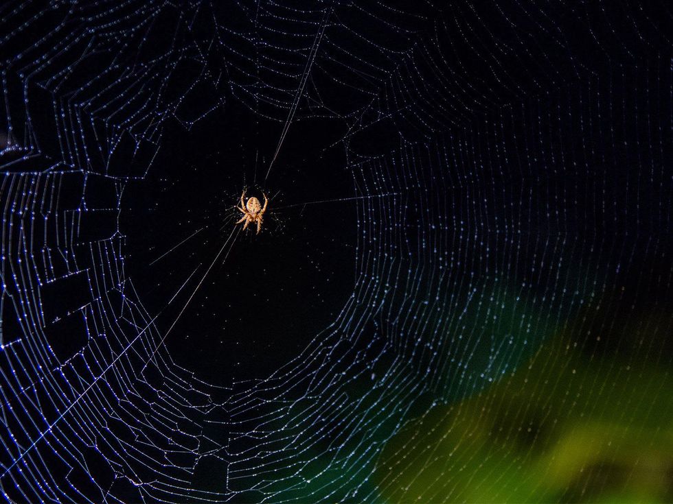 A spider in her web between tomato plants