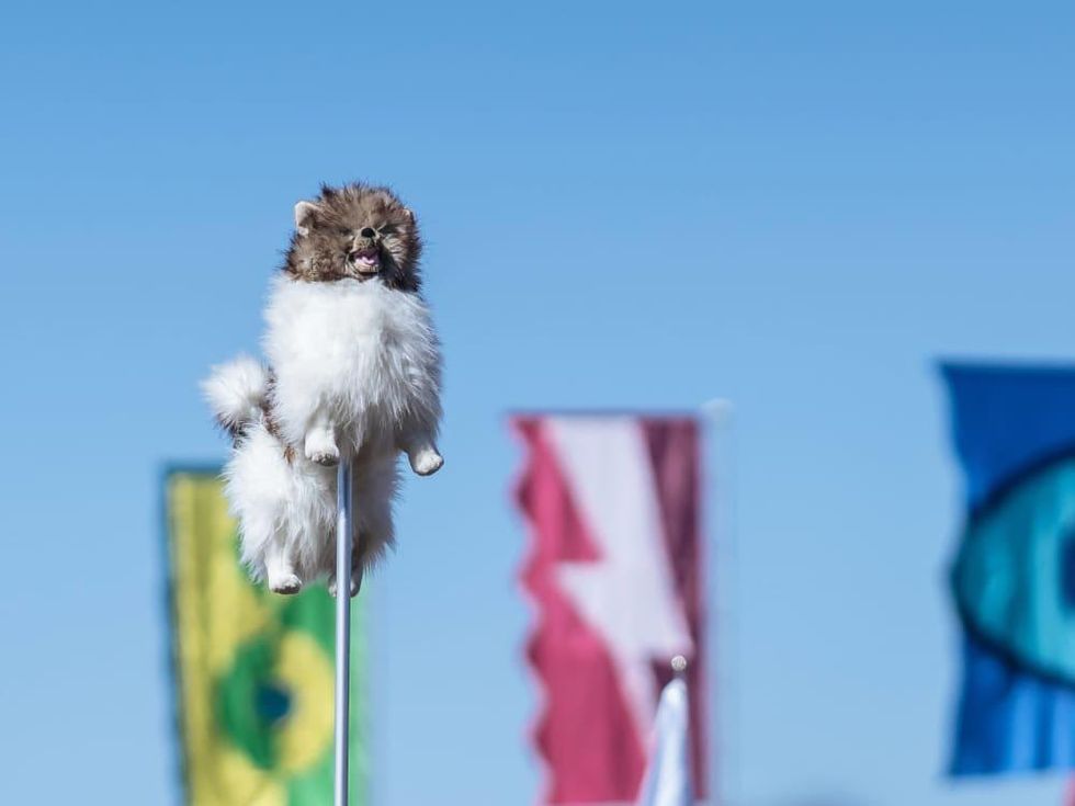 ACL Austin City Limits Music Festival 2016 flags dog