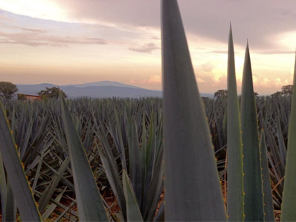 Agave plant tequila field