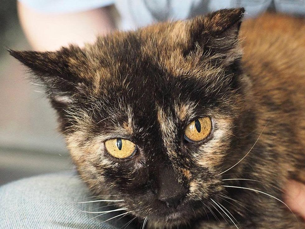 Alice the cat of APA! being held