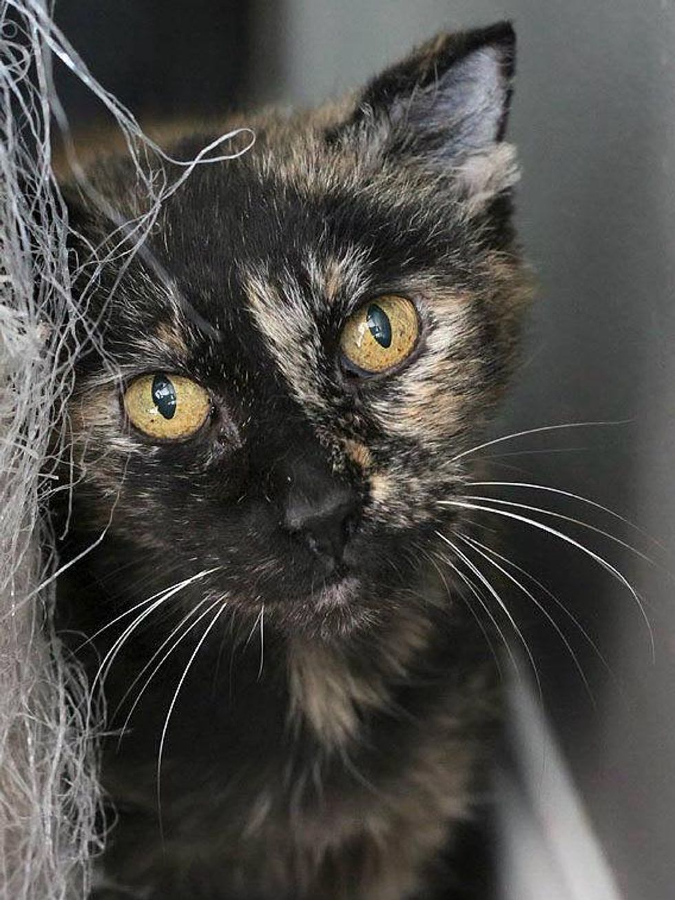 Alice the cat of APA! next to scratching post