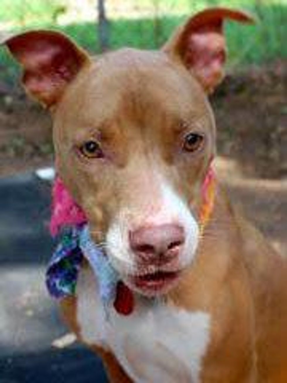 APA! Austin Pets Alive Azura