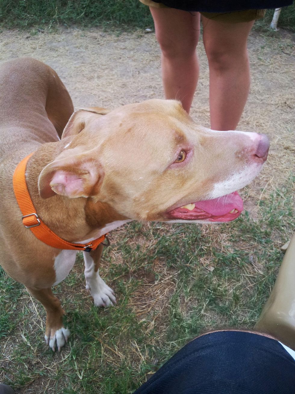 APA! Austin Pets Alive Azura