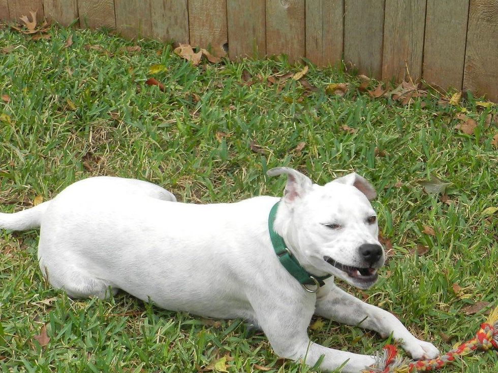 APA Austin Pets Alive! dog Queen Elizabeth in a yard