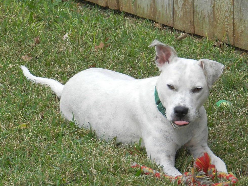 APA Austin Pets Alive! dog Queen Elizabeth sticking her tongue out