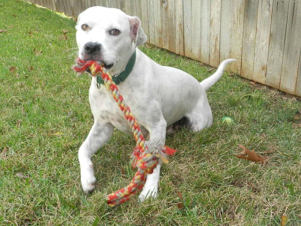 APA Austin Pets Alive! dog Queen Elizabeth with toy