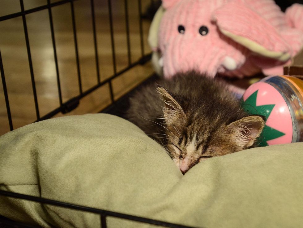 APA Dinner in Austin 6850