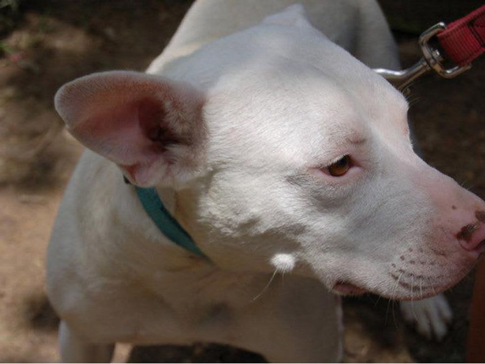 APA morgan the dog headshot