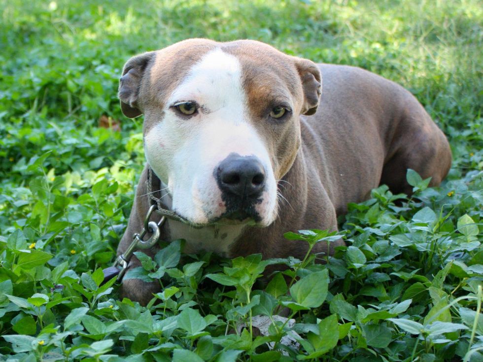 APA! pet of the week Al Pacino laying in the grass