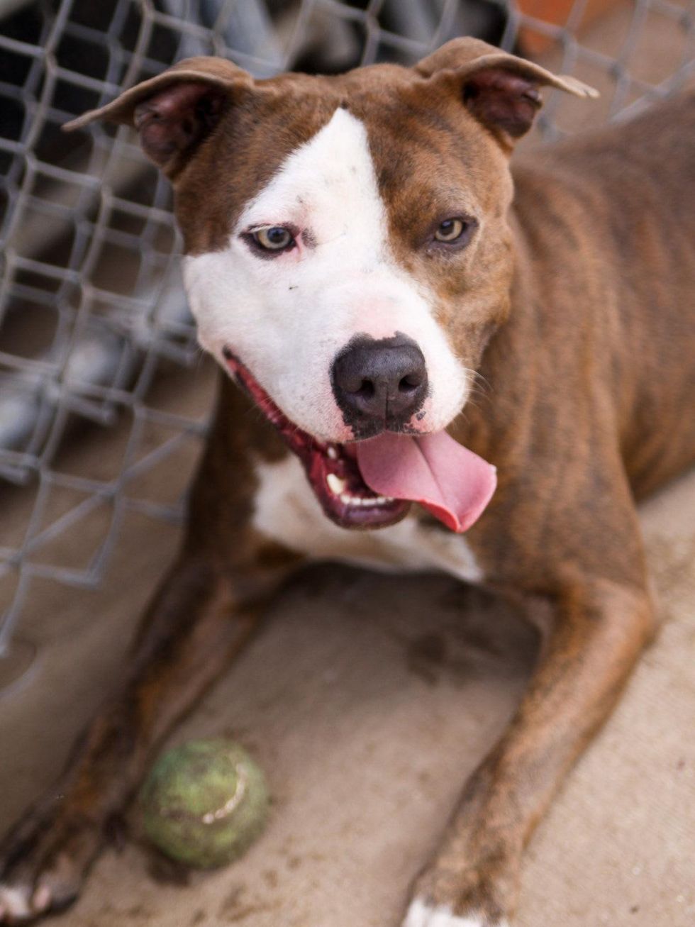 APA! pet of the week Al Pacino laying with a ball