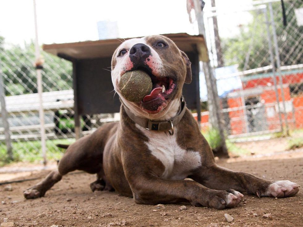 APA! pet of the week Al Pacino playing with a ball
