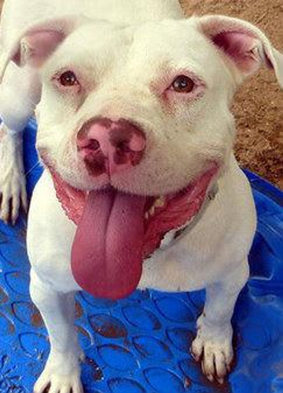 APA! Pet of the Week Morgan