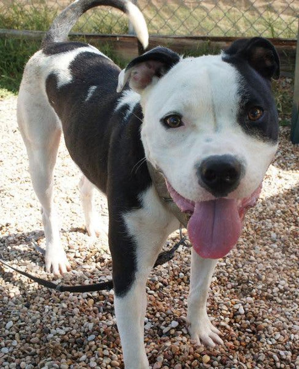 APA's! Spanky black and white dog