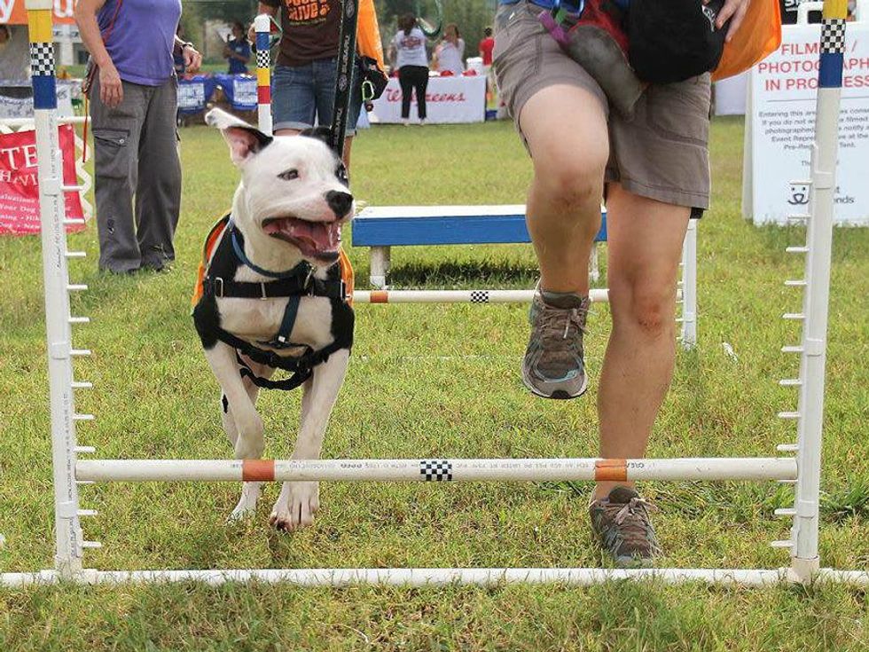 APA's! Spanky black and white dog