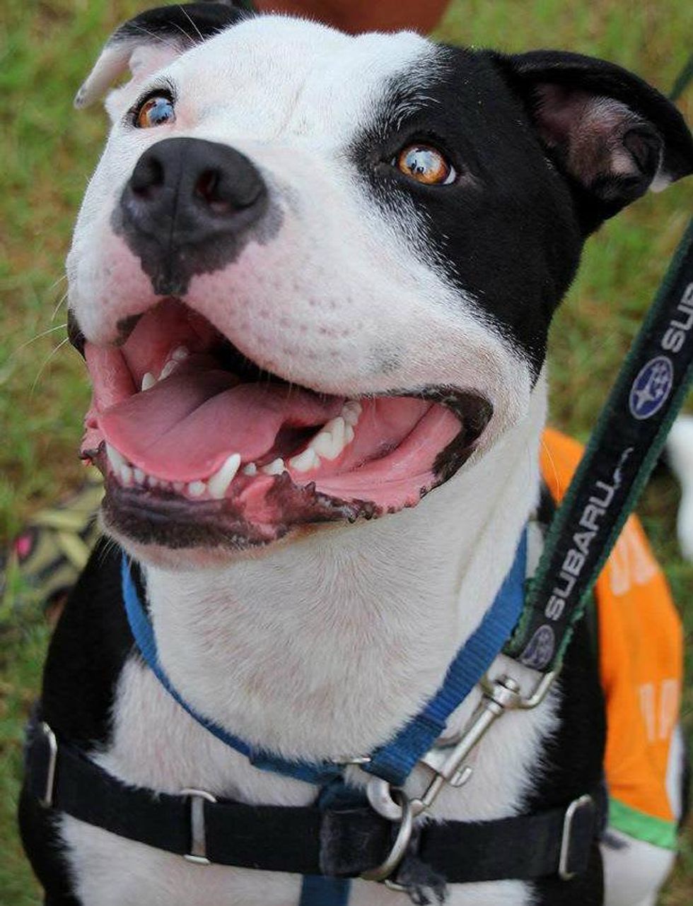 APA's! Spanky black and white dog