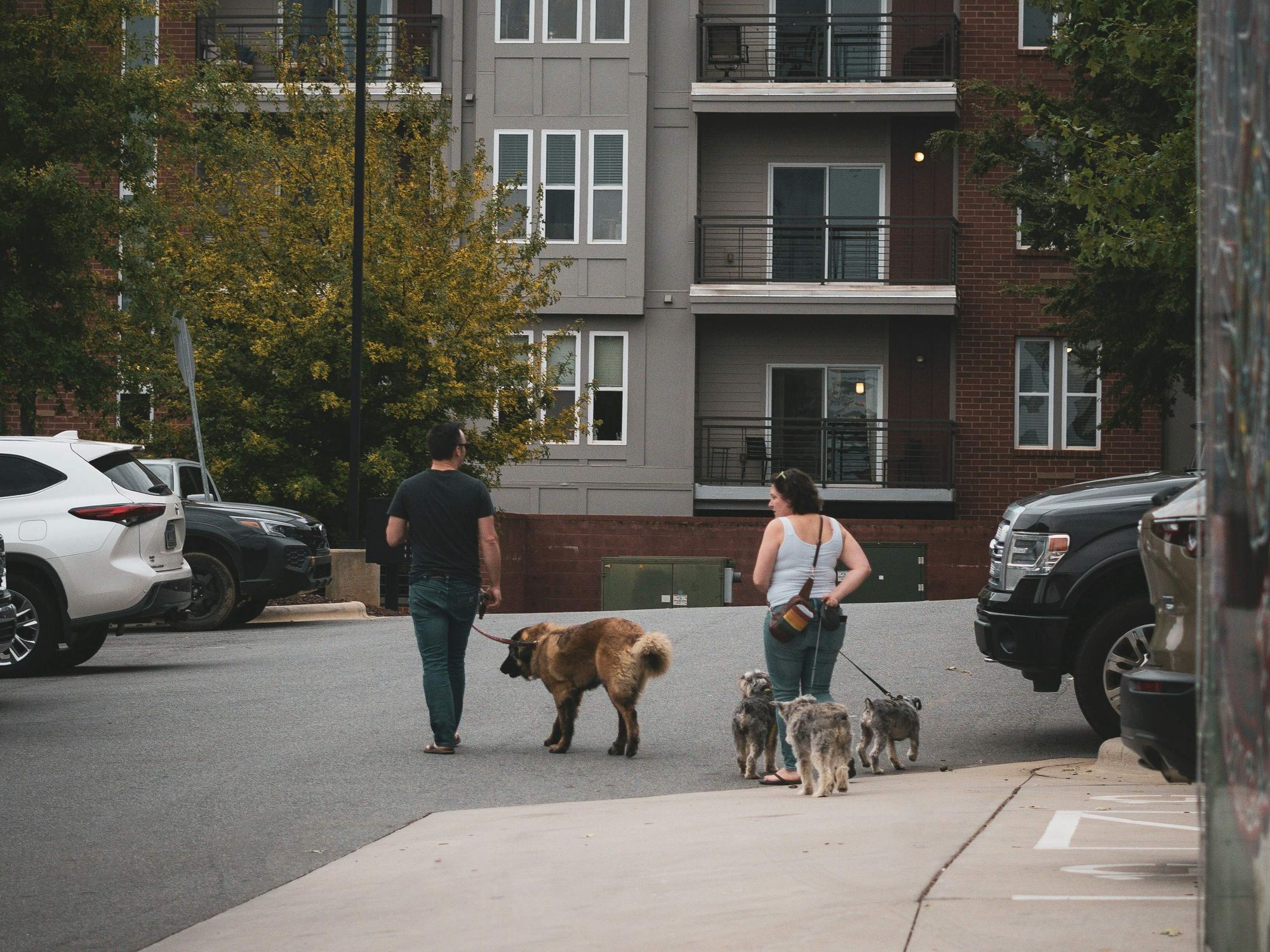 Apartment, dogwalking, pets