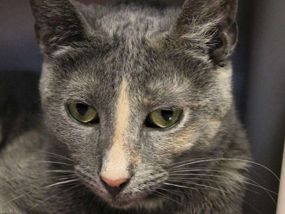 Ashley the cat at APA! shelter headshot
