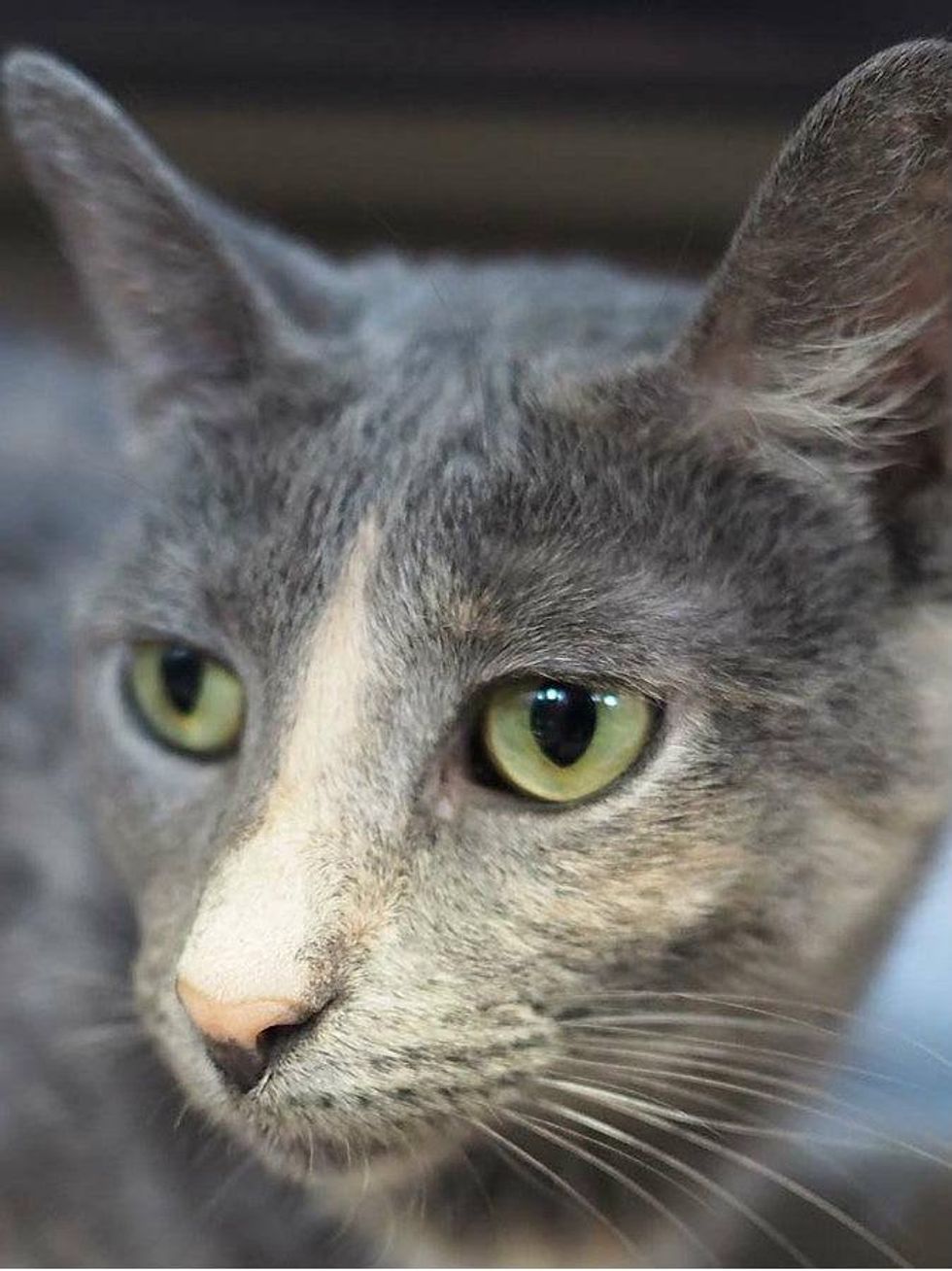 Ashley the cat at APA! shelter vertical headshot