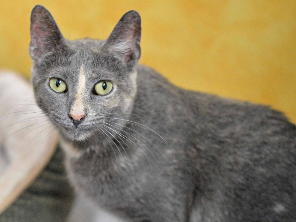 Ashley the cat at APA! shelter