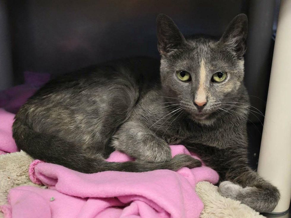 Ashley the cat pet of the week APA! lying on blanket