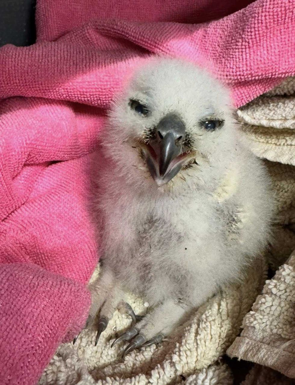 Athena's owlet doing well.