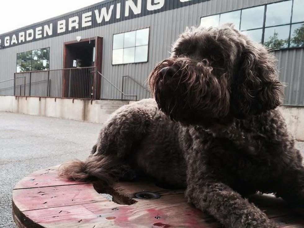 Austin Beer Garden Brewery ABGB Dog Friendly