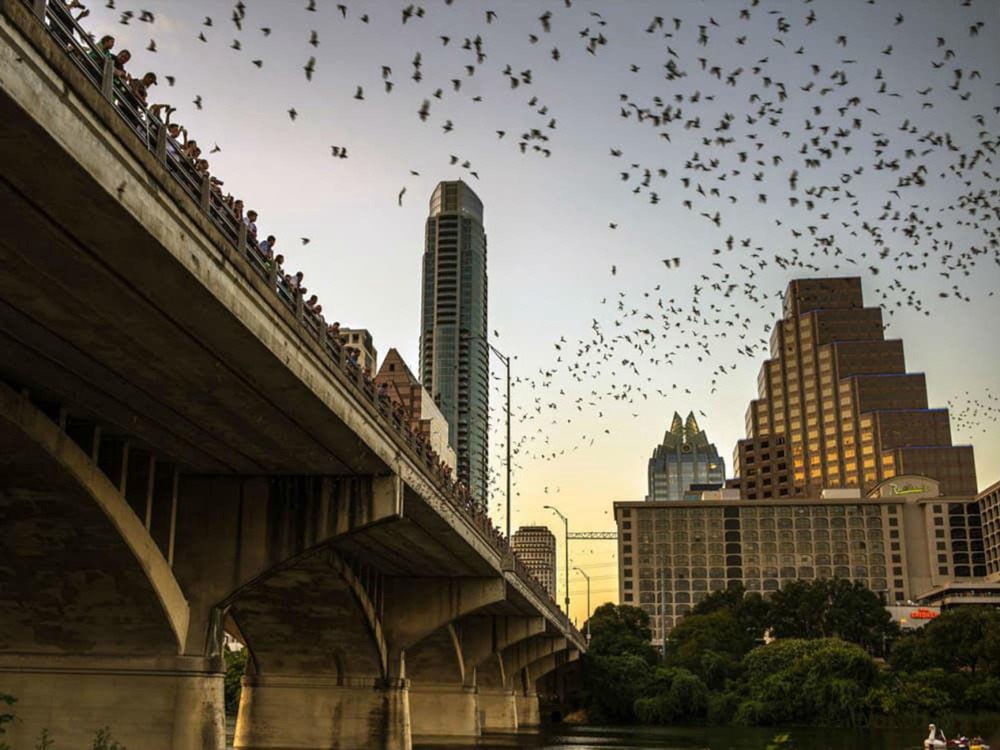Austin downtown skyline bats Congress Bridge
