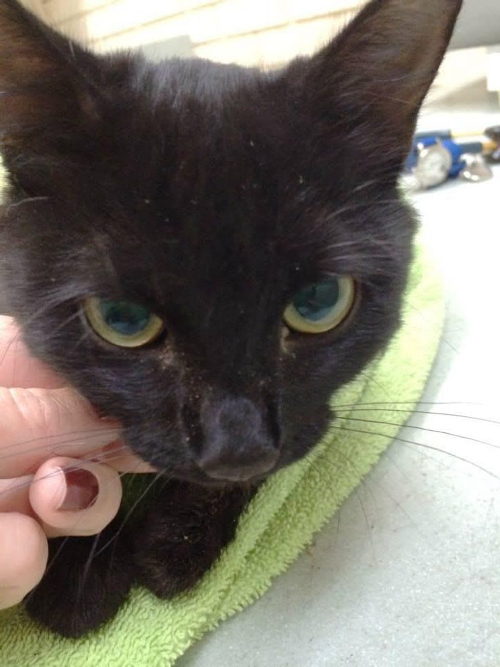 Austin Fire Department cat rescue