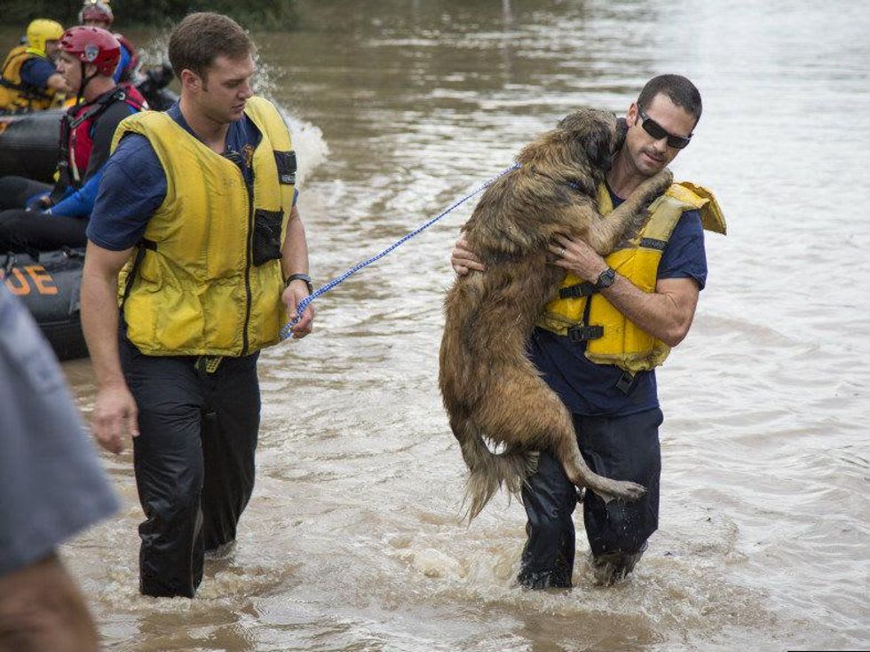 Austin Fire Department dog rescue