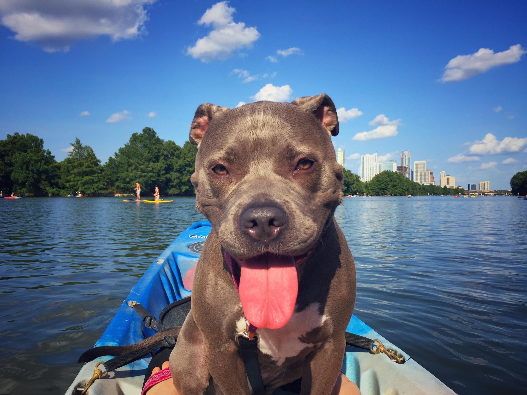 Austin Pets Alive! Alumnus, Lucy