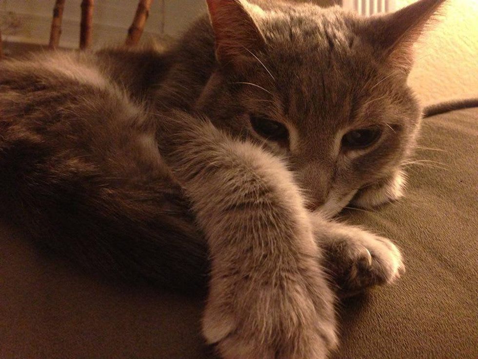 Austin Pets Alive! Angel the senior cat curled up