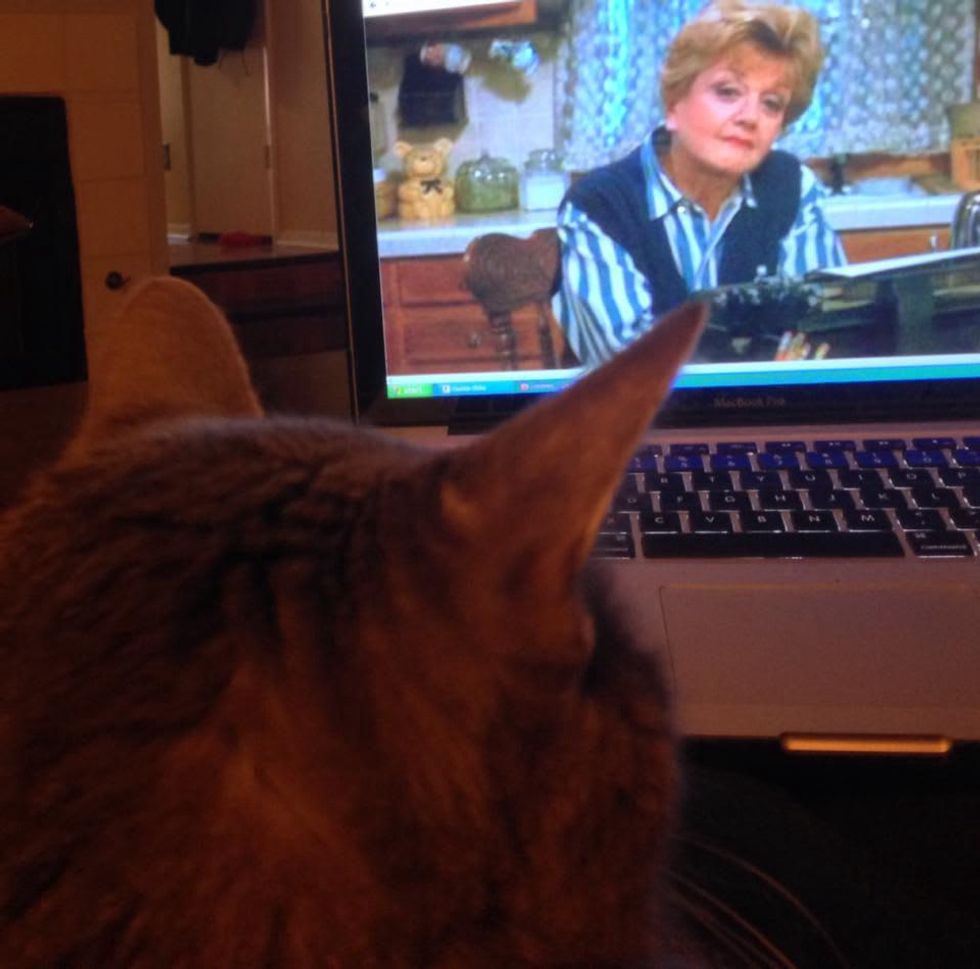 Austin Pets Alive! Angel the senior cat watching Murder She Wrote