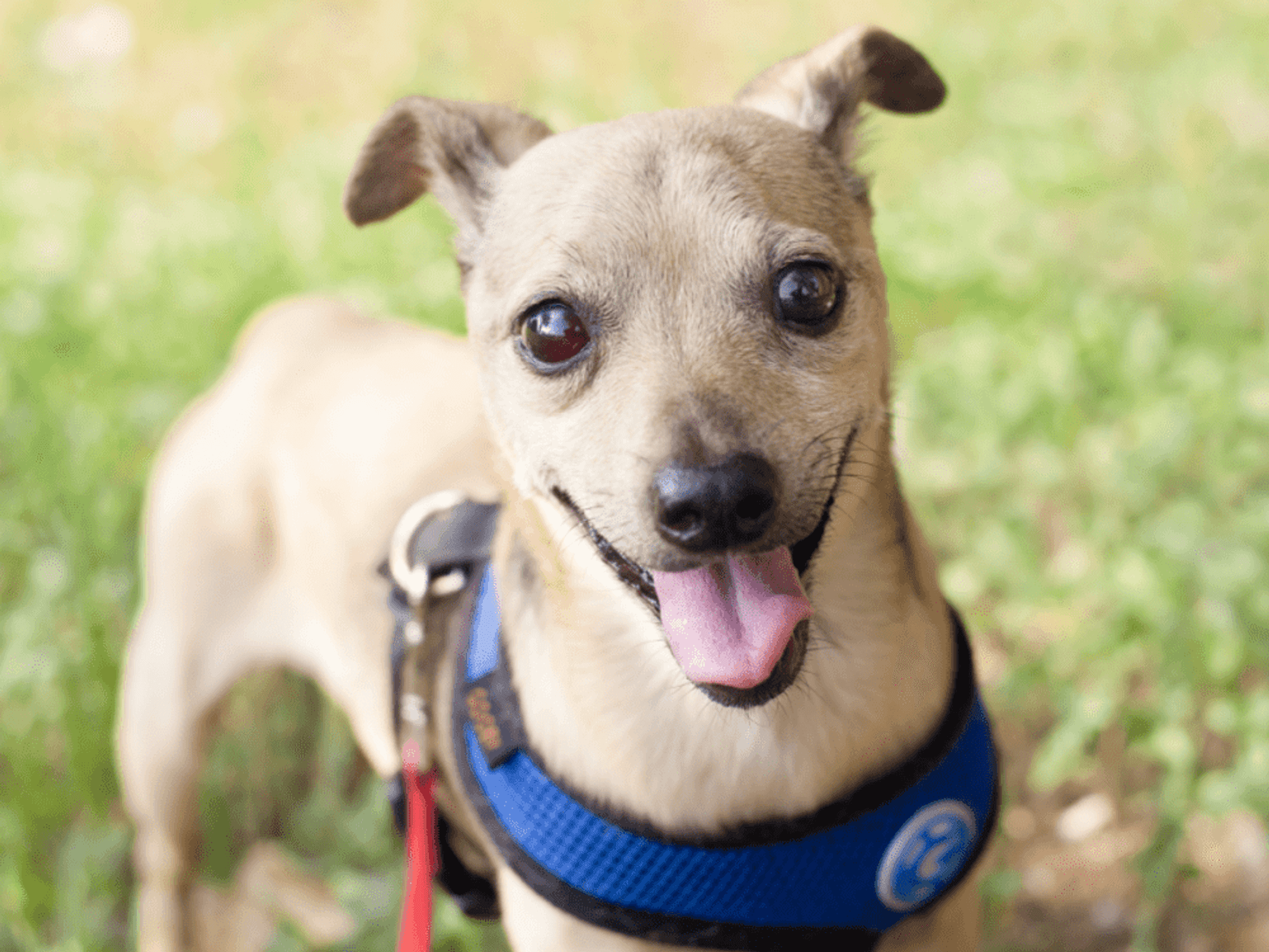 Austin Pets Alive!, Austin Animal Center, and Austin Humane Society presents SOS: Save Our Seniors