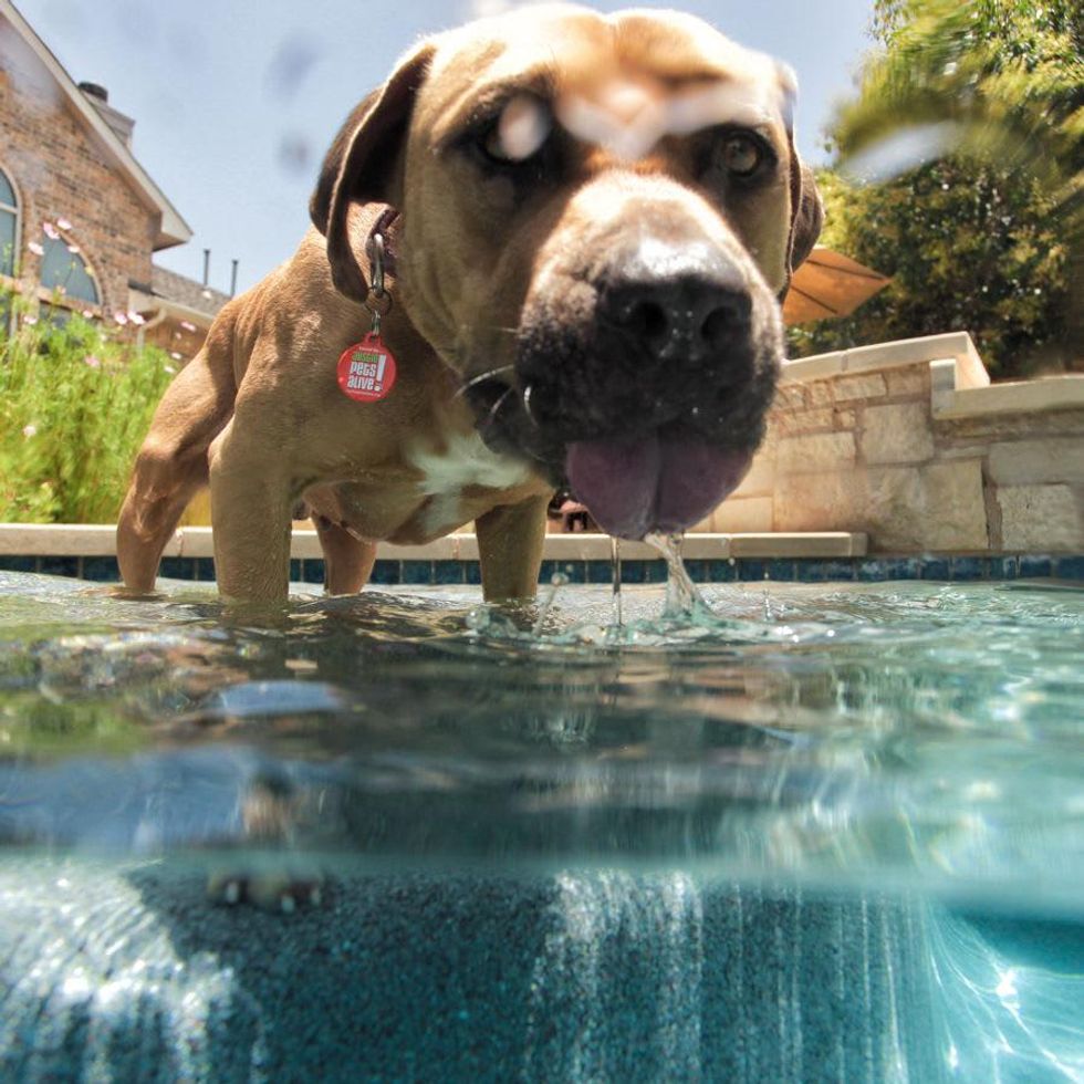 austin pets alive barrels