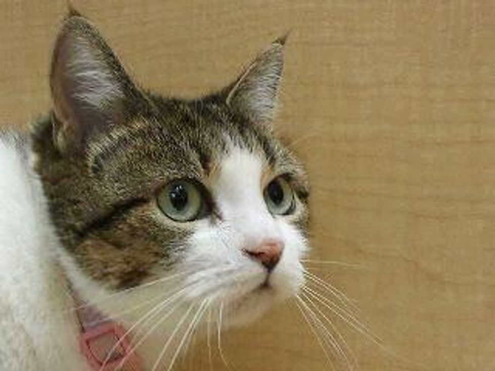 Austin Pets Alive! cat, Buffy