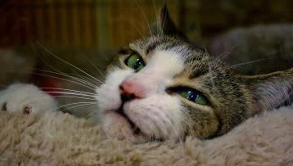 Austin Pets Alive! cat, Buffy