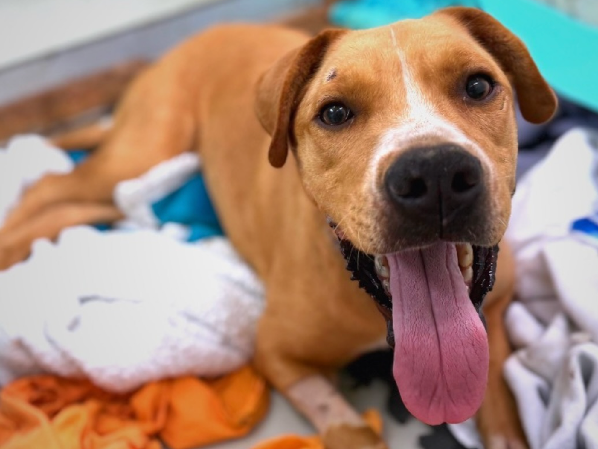 Austin Pets Alive dog