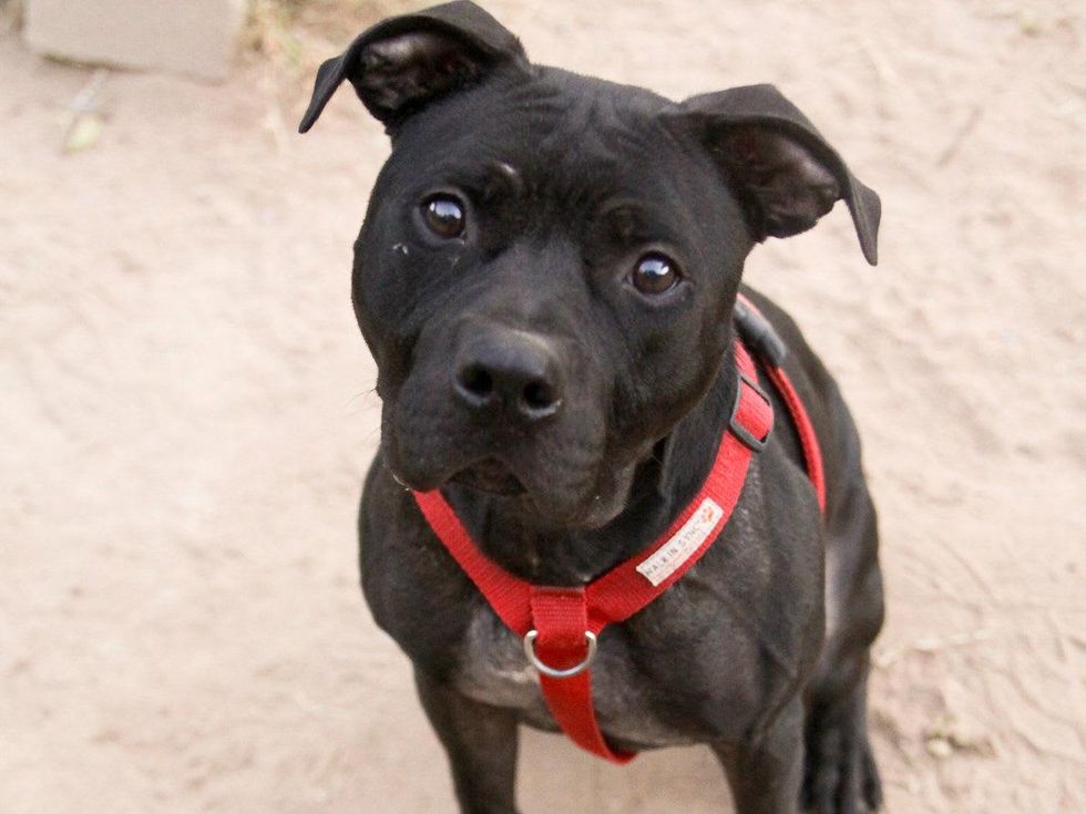 Austin Pets Alive Jasper