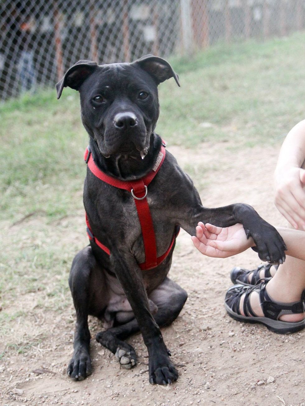 Austin Pets Alive Jasper