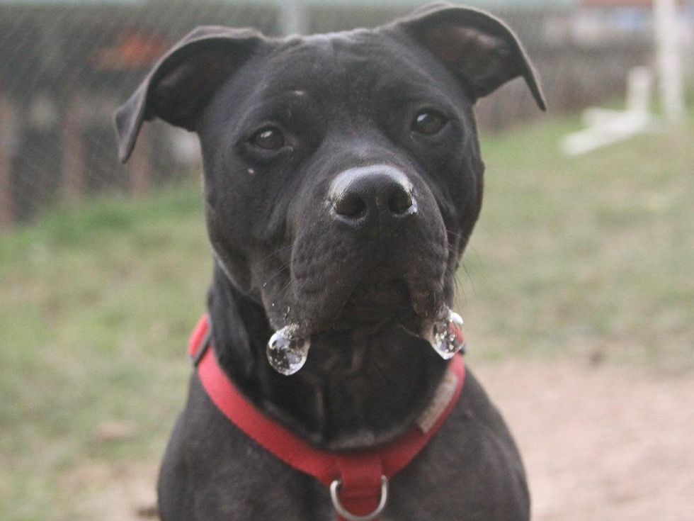 Austin Pets Alive Jasper