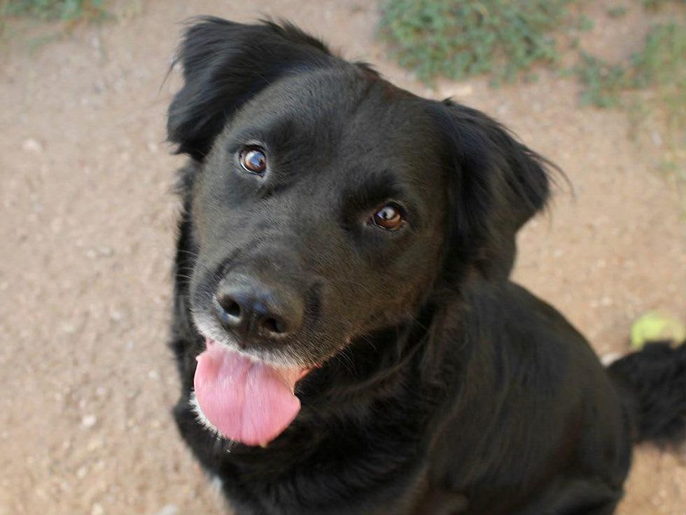 Austin Pets Alive pet of the week Amie the retriever